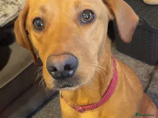 Labradoodle dogs F1b labradoodle puppies - Advert 2