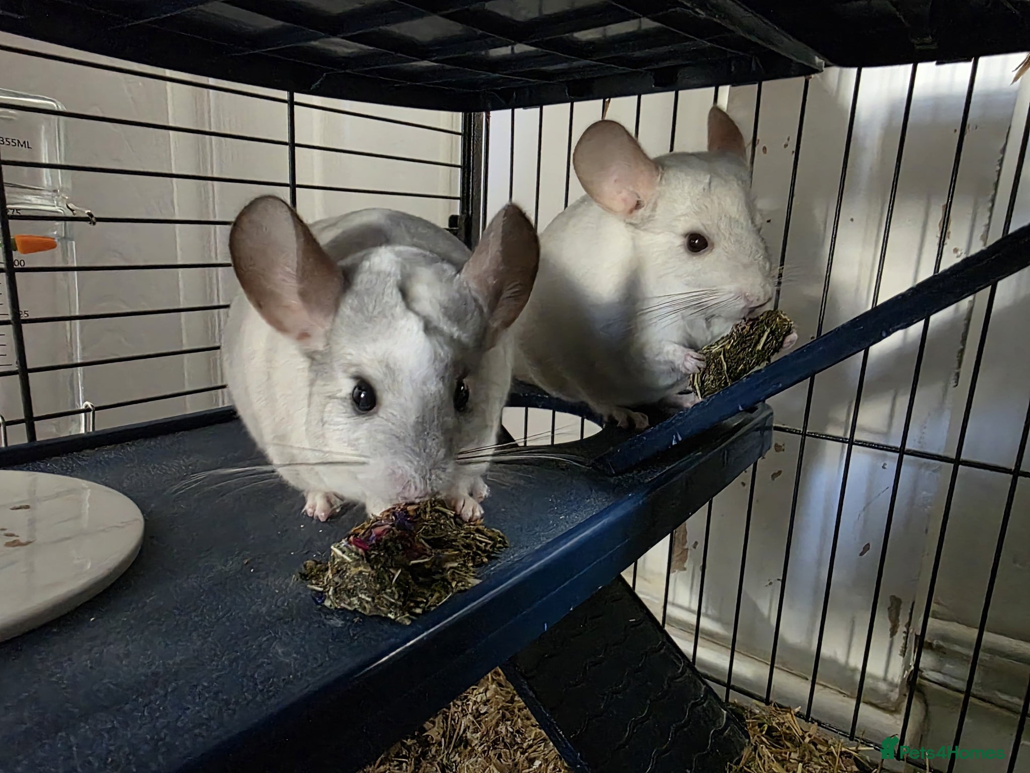 Chinchilla rodents 2 Male chinchillas - Advert 1