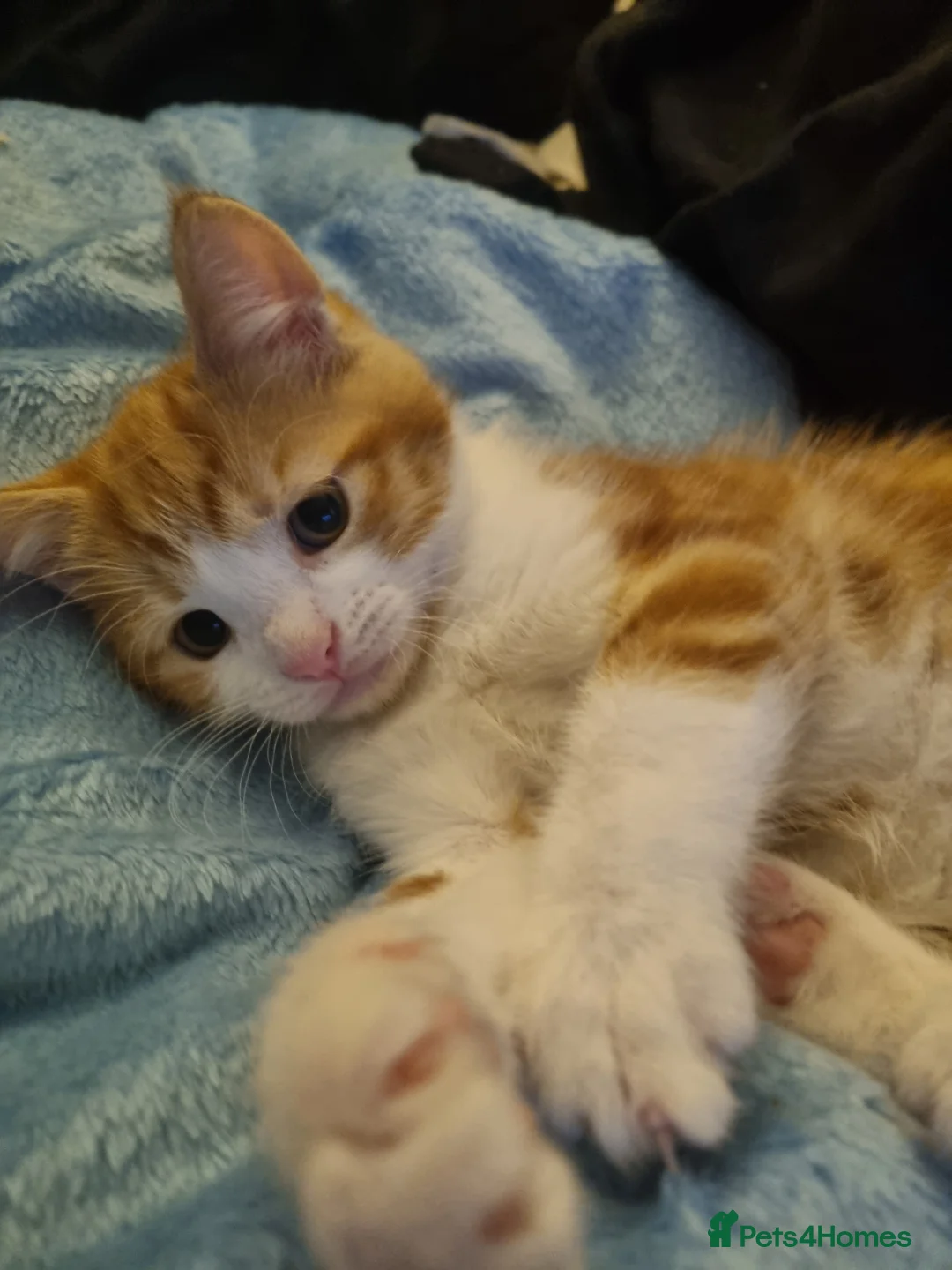 Mixed Breed cats for sale: Last little boy ready for his new home - Advert 2