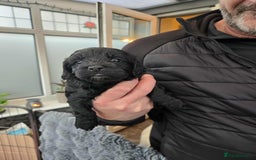 Cockapoo dogs for sale: Gorgeous F1 Cockapoo puppies  - Image 7