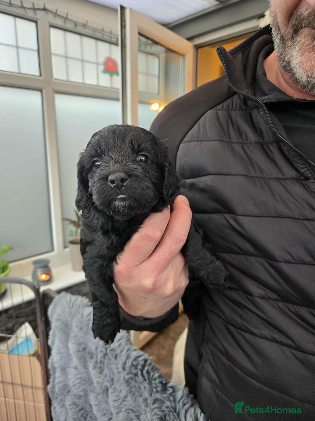 Cockapoo dogs for sale: Gorgeous F1 Cockapoo puppies  - Image 7