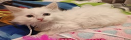 Maine Coon cats for sale: POLYDACTYL white maine coon female kitten - Advert 5