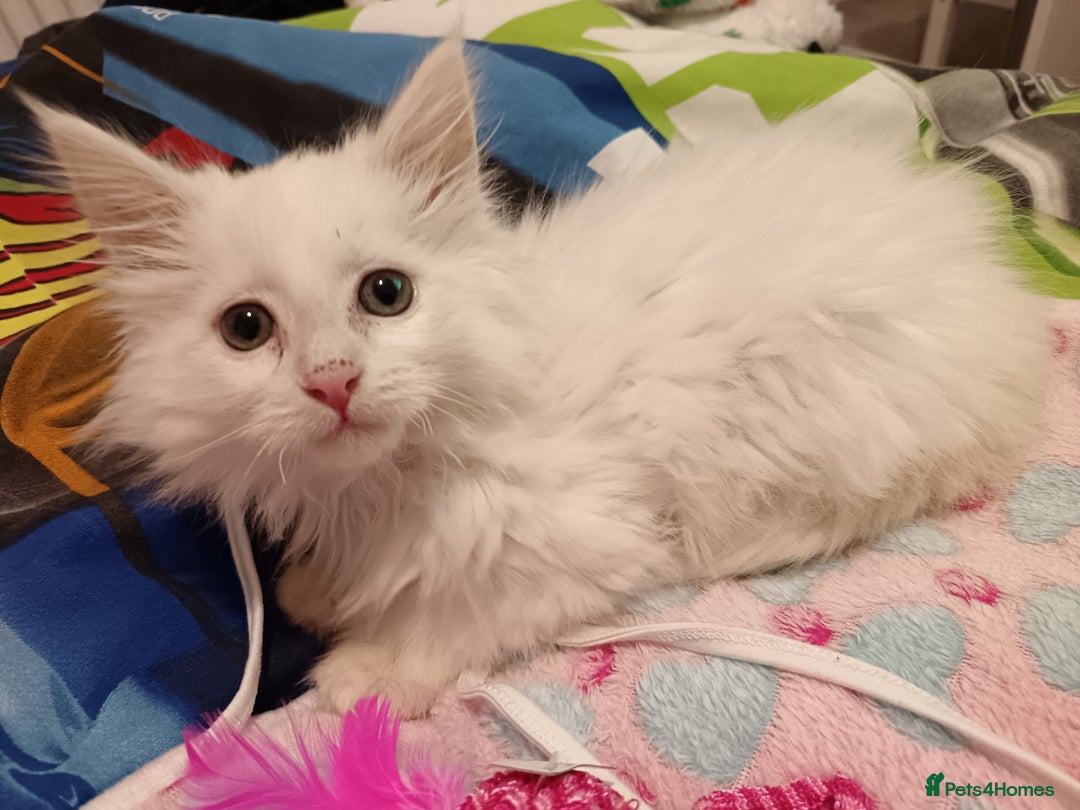 Maine Coon cats for sale: POLYDACTYL white maine coon female kitten - Advert 5