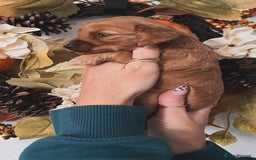 Cockapoo dogs for sale: Cockapoo puppies  - Advert 4