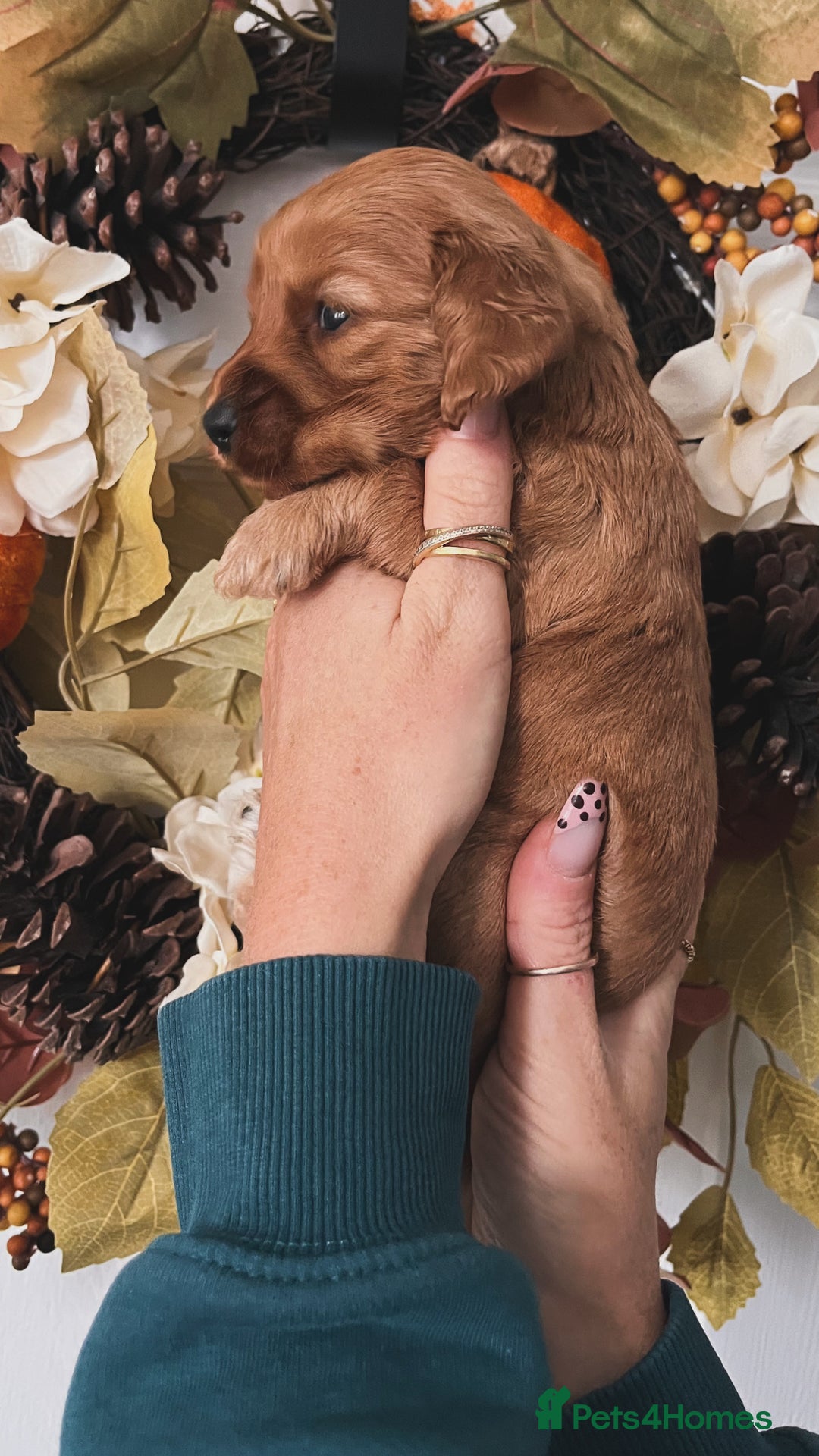 Cockapoo dogs for sale: Cockapoo puppies  - Advert 4