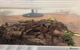 Tarantulas invertebrates for sale: Goliath bird eating tarantula  - Image 2