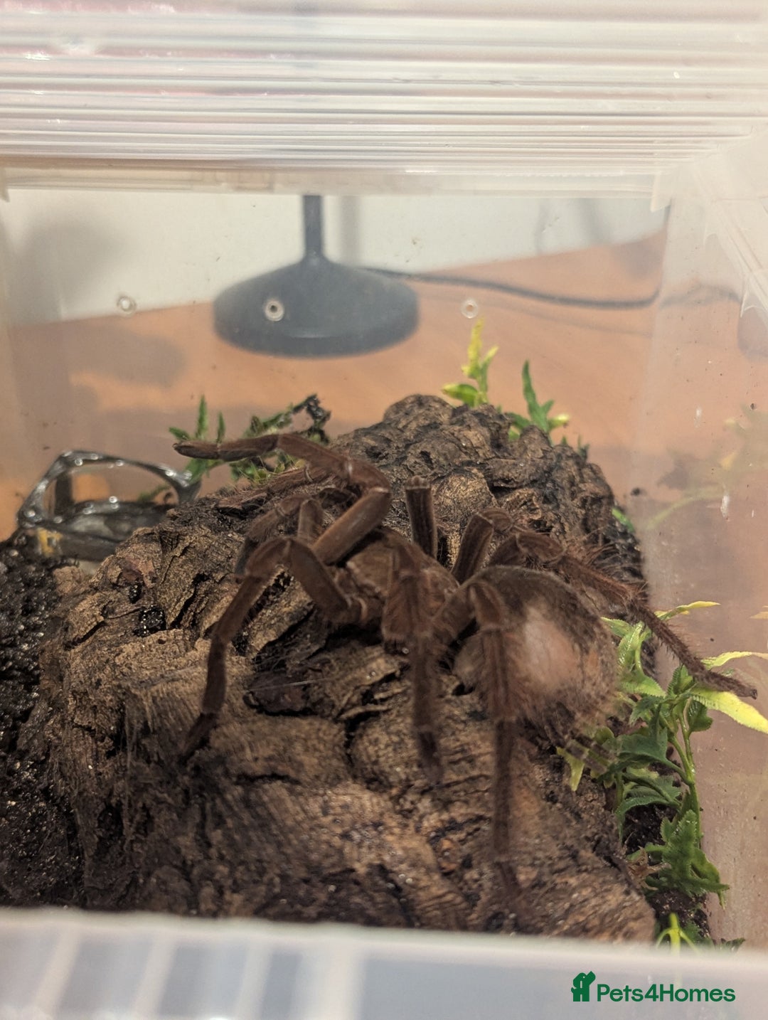 Tarantulas invertebrates for sale: Goliath bird eating tarantula  - Image 2