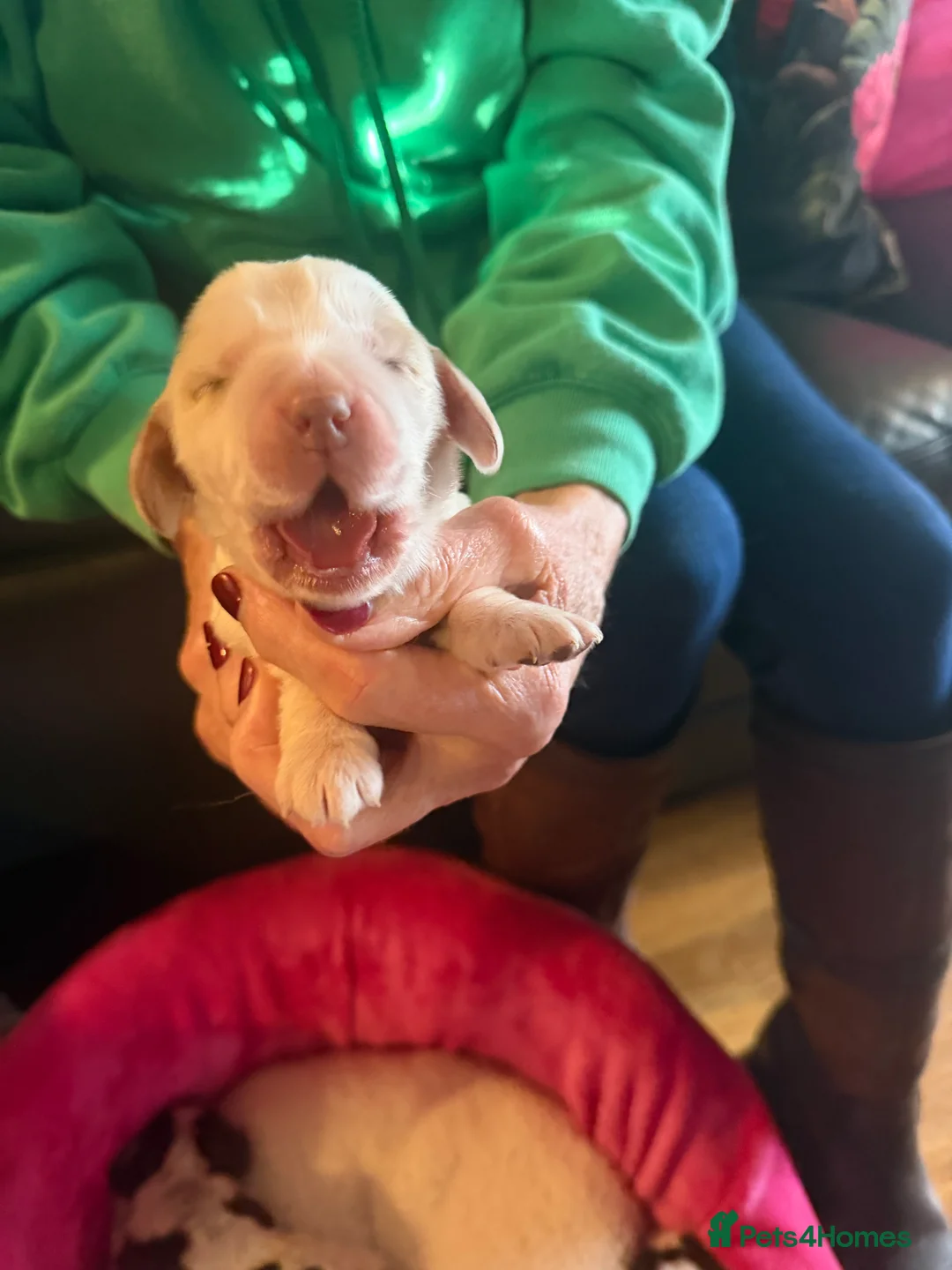 Cocker Spaniel dogs for sale: Show cocker spaniel pups - Advert 37