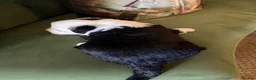 Sheepadoodle dogs for sale: Midi Size Sheepadoodles 20 kilos  - Advert 15