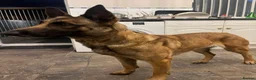 Belgian Shepherd Dog dogs for sale: Belgian Malinois  - Advert 6