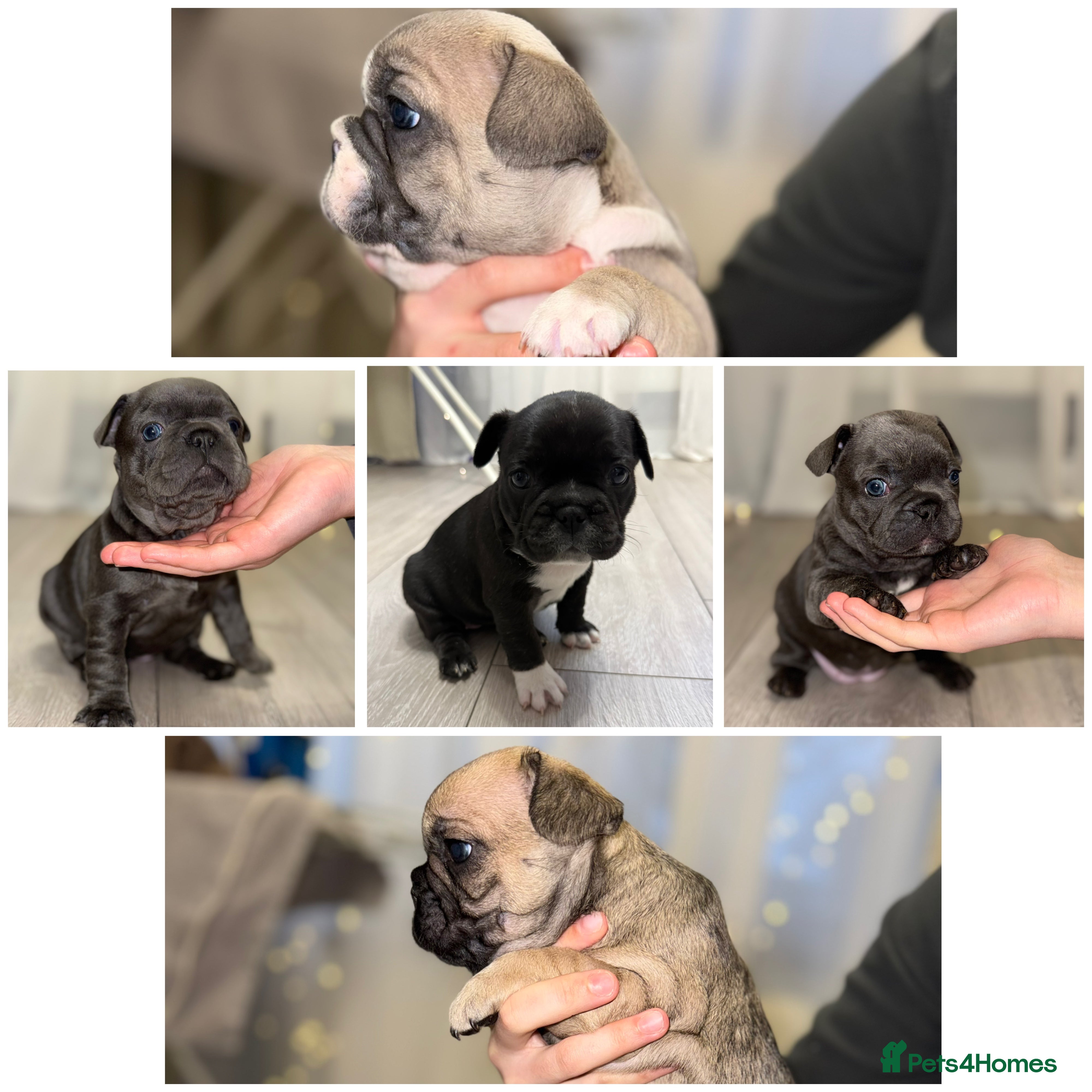 French Bulldog dogs Stunning French Bulldog Puppies  - Advert 14