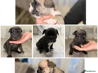 French Bulldog dogs Stunning French Bulldog Puppies - Advert 12
