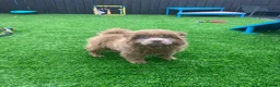 Chow Chow dogs for sale: Stunning rare lilac chow chow male puppy for sale  - Advert 11