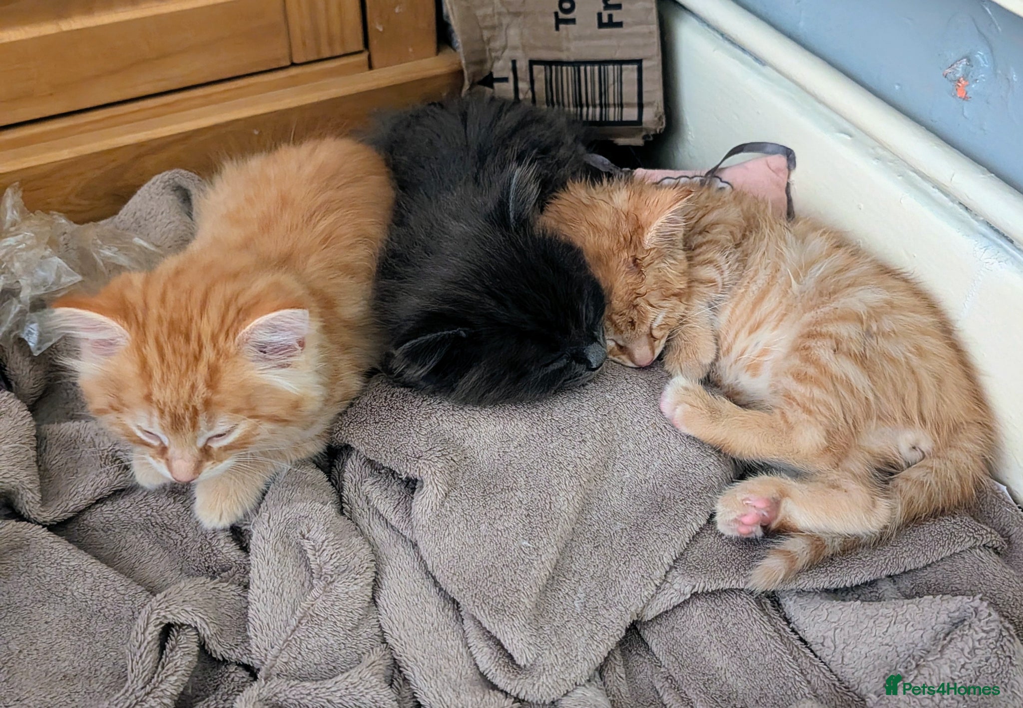 Mixed Breed cats Stunning fluffy tabby kittens - Advert 2