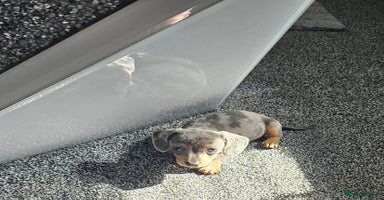 Dachshund dogs in Redcar - Advert 3