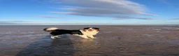 Australian Shepherd dogs for stud: Male Australian Shepherd for Stud in Dundee - Advert 4