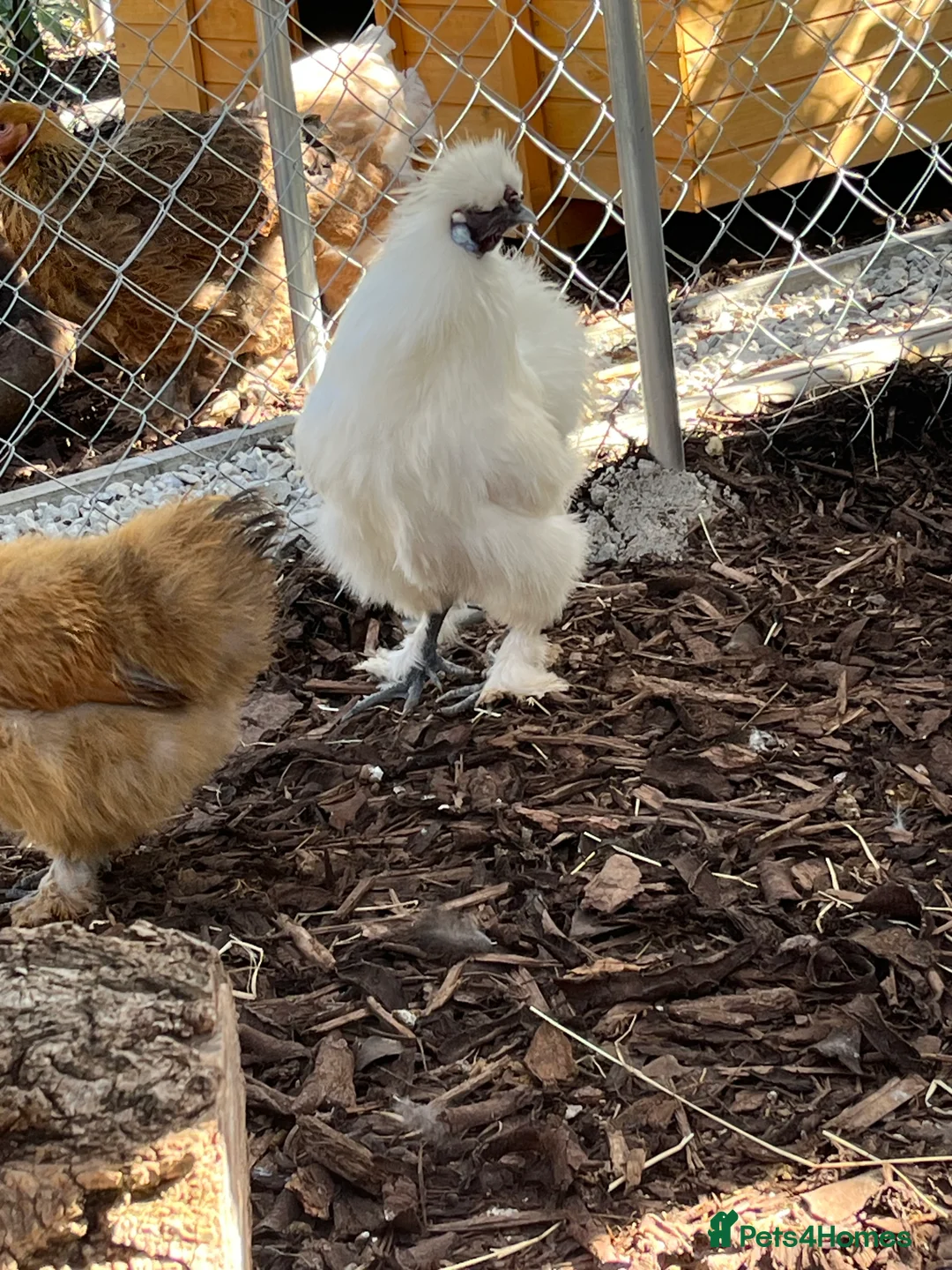 Chickens poultry for sale: Silkie cockerels for sale  - Advert 4