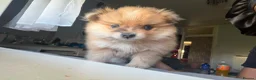 Pomeranian dogs for sale: Adorable Pomeranian Puppies Merle, Sable & Black - Advert 13