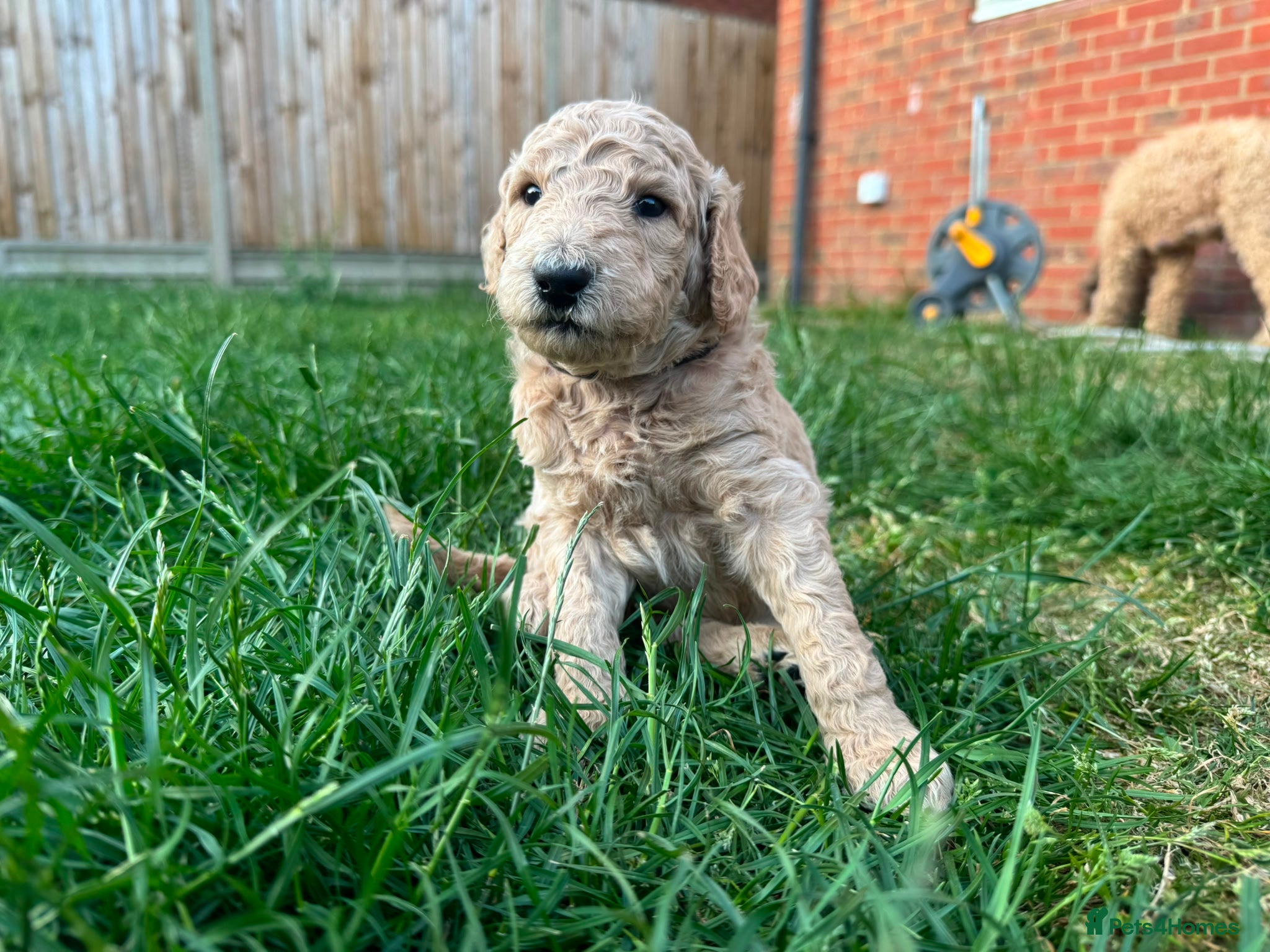 Goldendoodle dogs for sale: Stunning Goldendoodle Puppies in Herne Bay - Advert 29