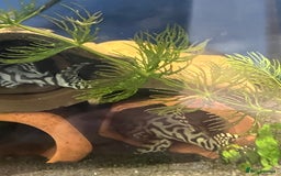 Plecos fish for sale: L236sw Pleco. 1” & 2”-3”  - Image 9