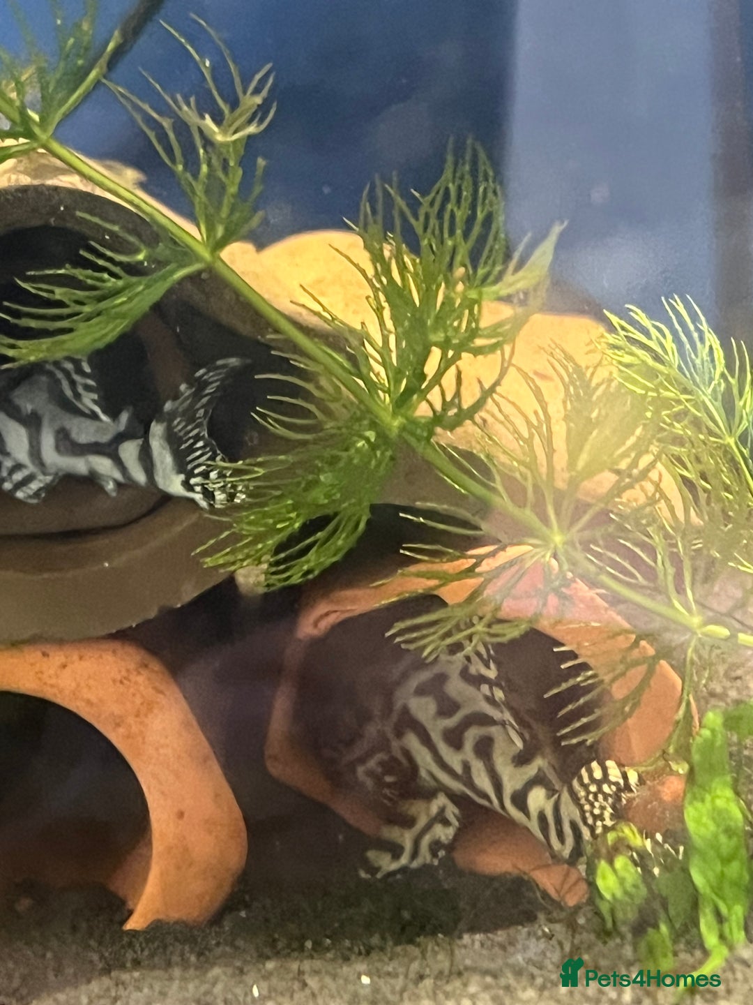 Plecos fish for sale: L236sw Pleco. 1” & 2”-3”  - Image 9