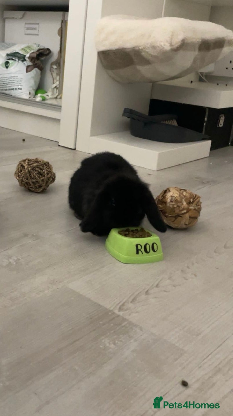 Mini Lop rabbits Mini Lop called Roo - Advert 3