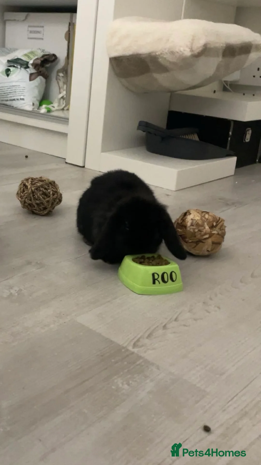 Mini Lop rabbits for sale: Mini Lop called Roo - Advert 1