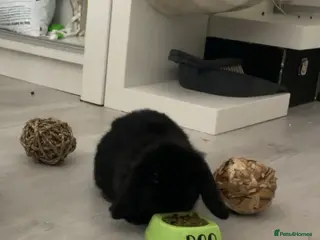 Mini Lop rabbits Mini Lop called Roo - Advert 4