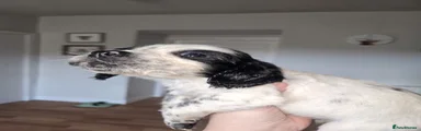 Cocker Spaniel 5