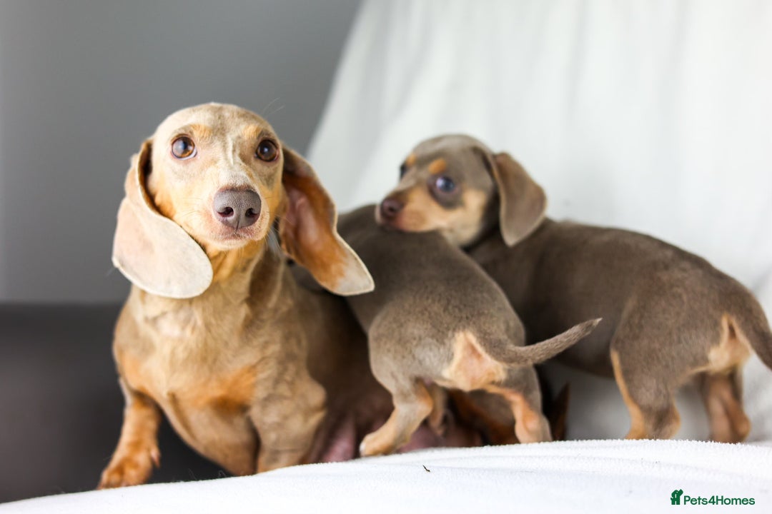 Miniature Dachshund dogs for sale: Ready now  - Advert 3