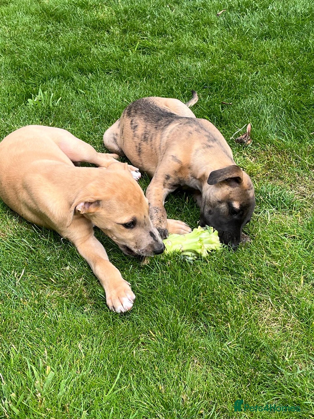 Whippet dogs for sale: 99% whippets (Merle) - Image 15