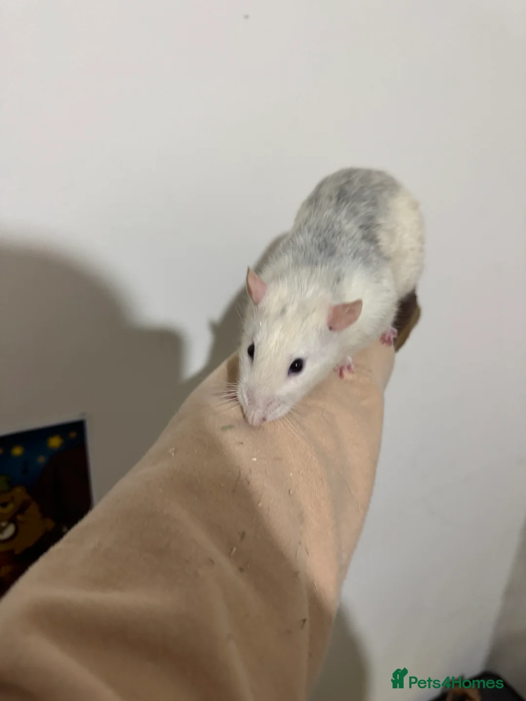 Rat rodents for sale: Stardust  - Advert 2