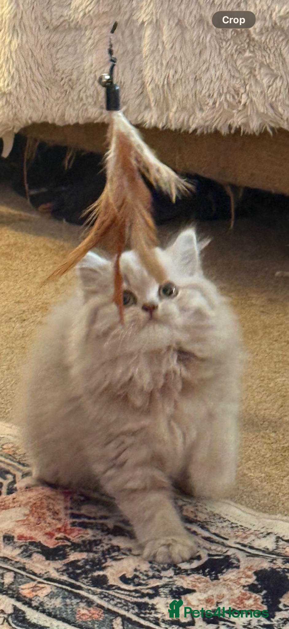 British Shorthair cats Pedigree GCCF kittens  - Advert 1