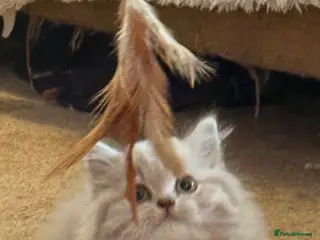 British Shorthair cats for sale: Pedigree GCCF kittens - Advert 2