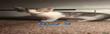 Boy 3