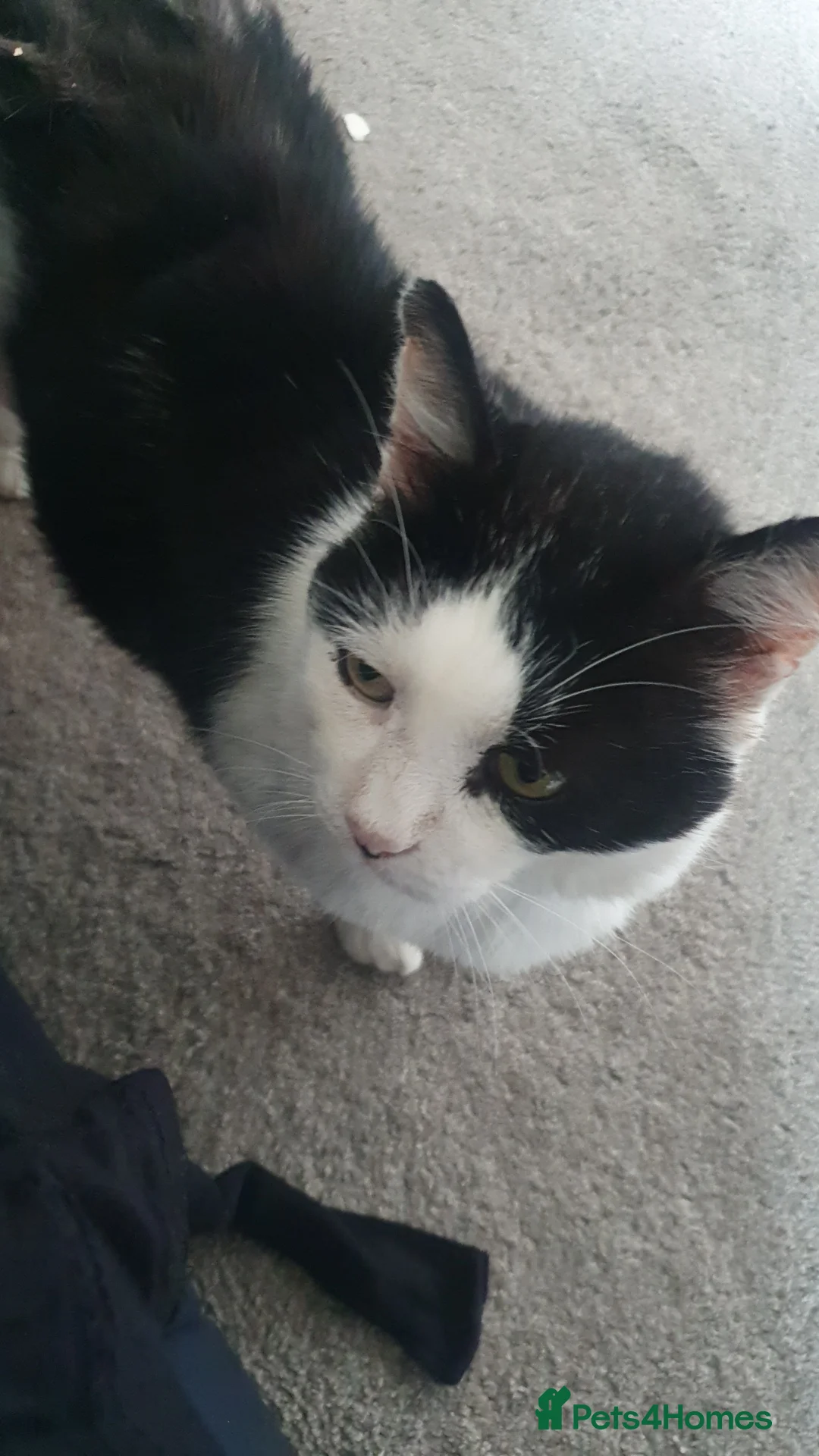 Mixed Breed cats for sale: Black and white  - Advert 2