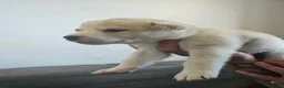 Huskita dogs for sale: Puppies for sale  - Advert 5