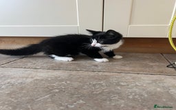 Mixed Breed cats for sale: Mixed breed kittens for sale - Image 1