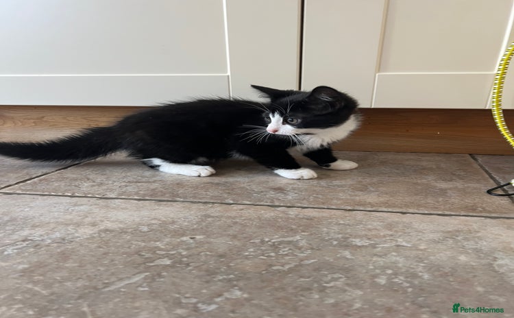 Mixed Breed cats - Advert 4