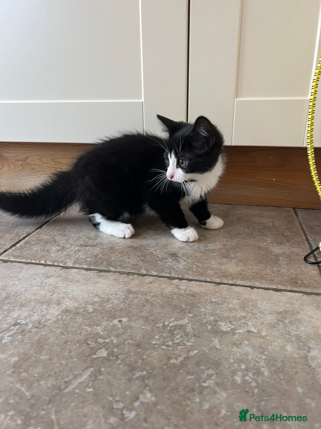 Mixed Breed cats for sale: Mixed breed kittens for sale - Image 1