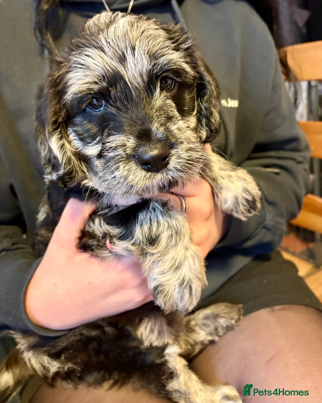 Labradoodle dogs for sale: Female F1 merle labradoodle  - Advert 7