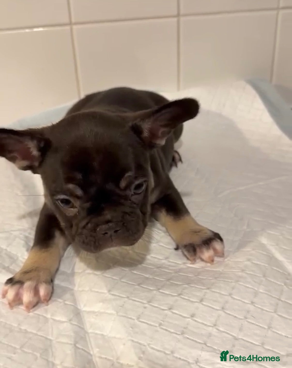French Bulldog dogs for sale:  1 girl French Bulldog Pup available  - Advert 22