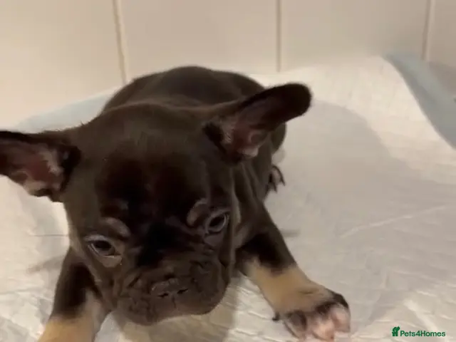 French Bulldog dogs for sale: 1 girl French Bulldog Pup available - Advert 22