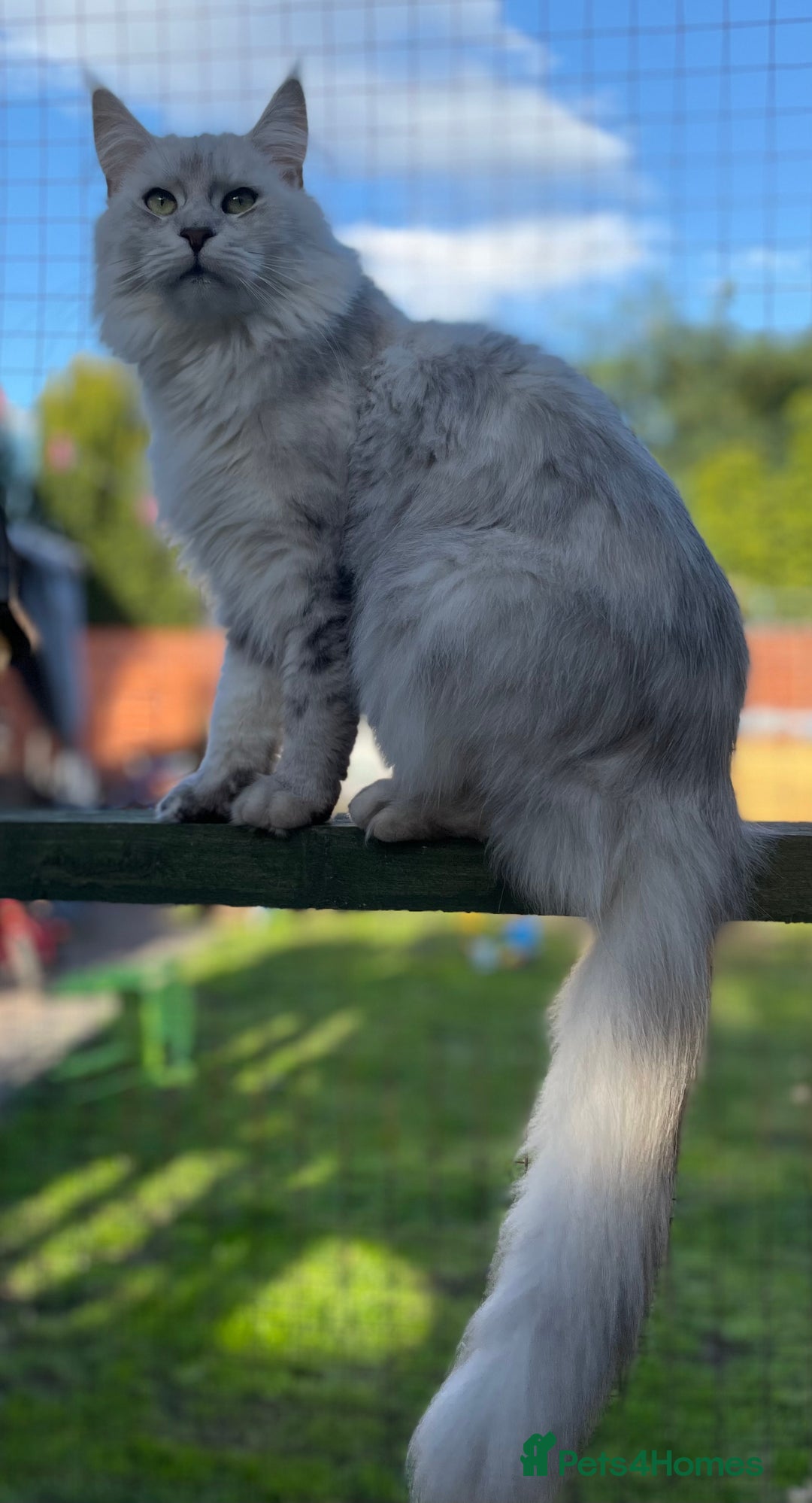 Maine Coon cats for sale: 2 beautiful red silver boys  in Swadlincote - Image 9