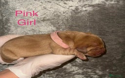 Labrador Retriever dogs for sale: Stunning Labrador Puppy's ( 4 girls, 3 boys ) - Image 4