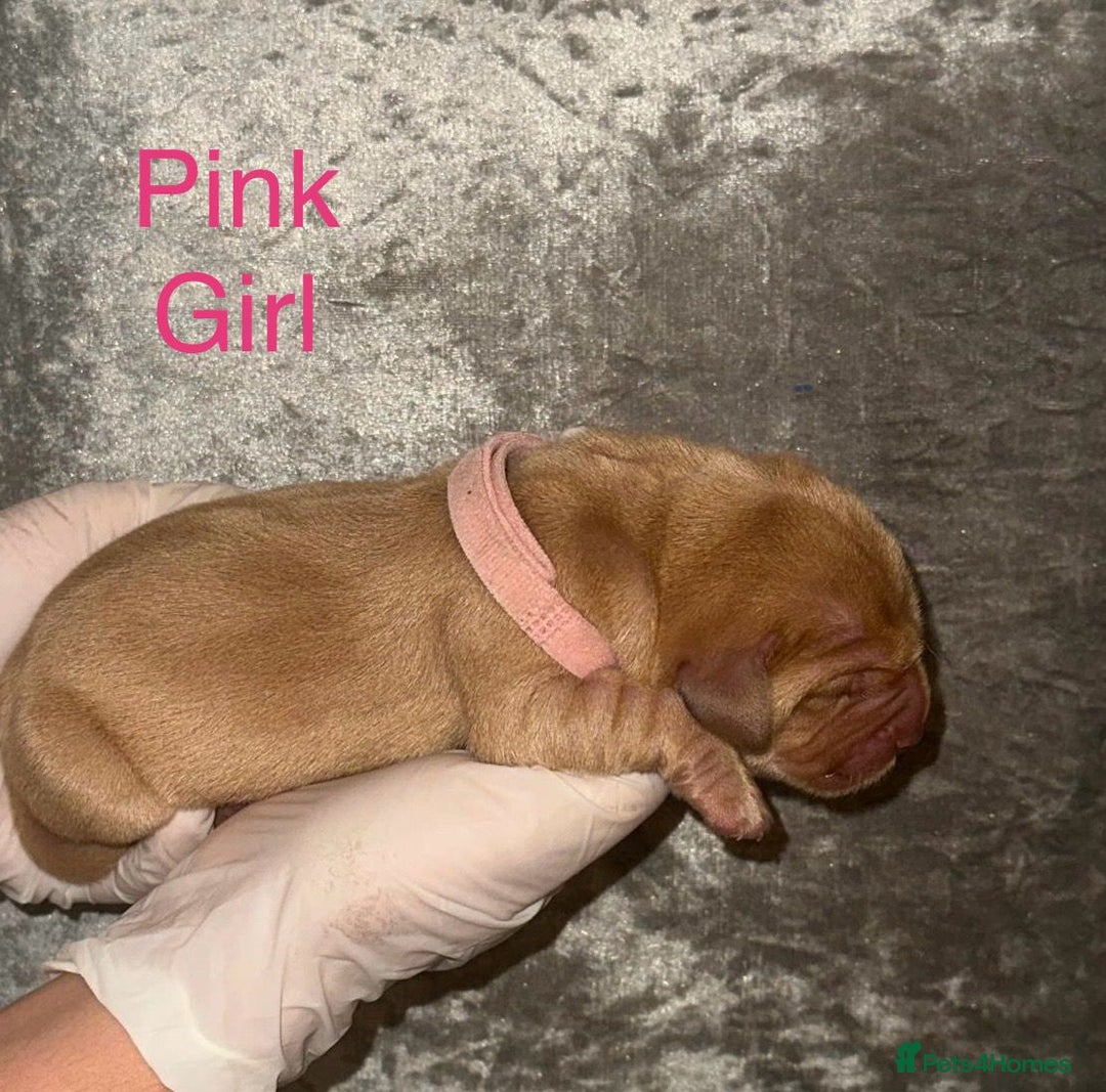 Labrador Retriever dogs for sale: Stunning Labrador Puppy's ( 4 girls, 3 boys ) - Image 4