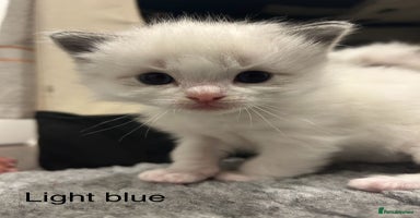 Ragdoll cats - Advert 13