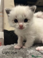 Ragdoll cats - Advert 13