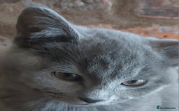 British Shorthair cats for sale: Stunning British Short ready for forever home - Advert 11