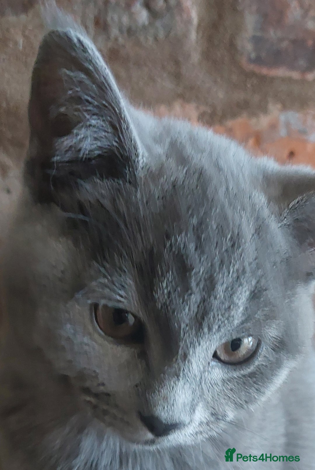 British Shorthair cats for sale: Stunning British Short ready for forever home - Advert 11